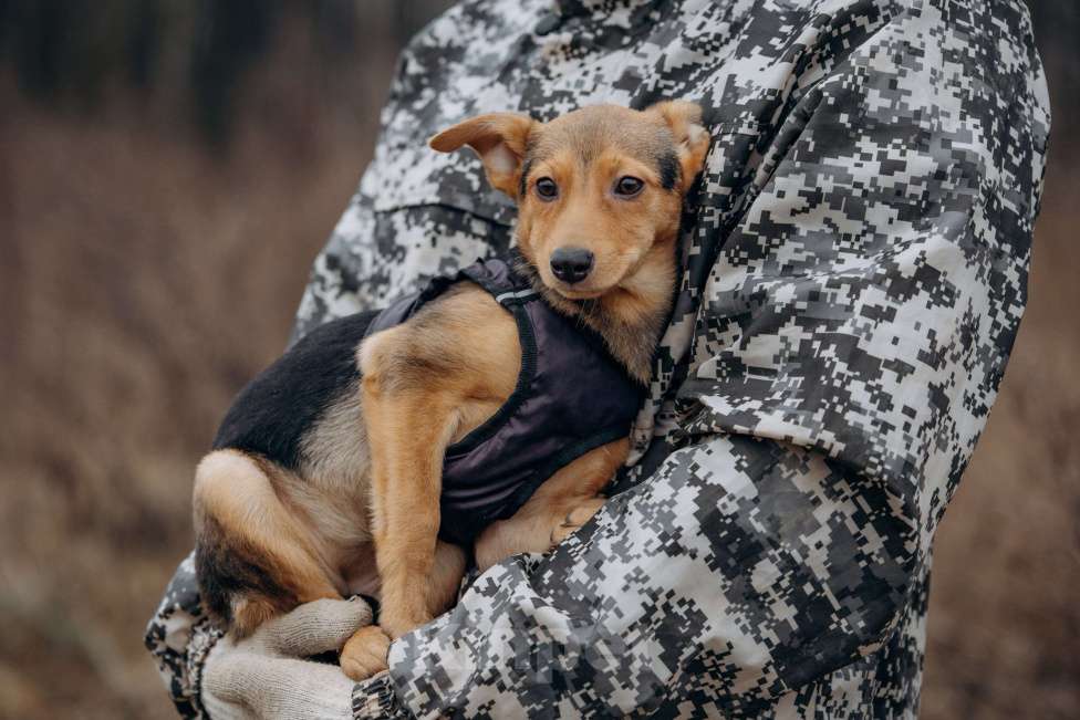 Собаки в Москве: Щенок в добрые руки Девочка, Бесплатно - фото 7