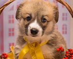 Собаки в Кемерово: щенки вельш корги пемброк от родителей чемпионов  Девочка, 60 000 руб. - фото 2
