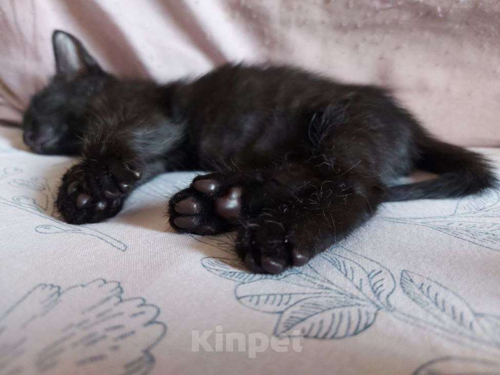 Кошки в Москве: Нежная кошечка Ночка 1,5 месяца ищет дом Девочка, Бесплатно - фото 2