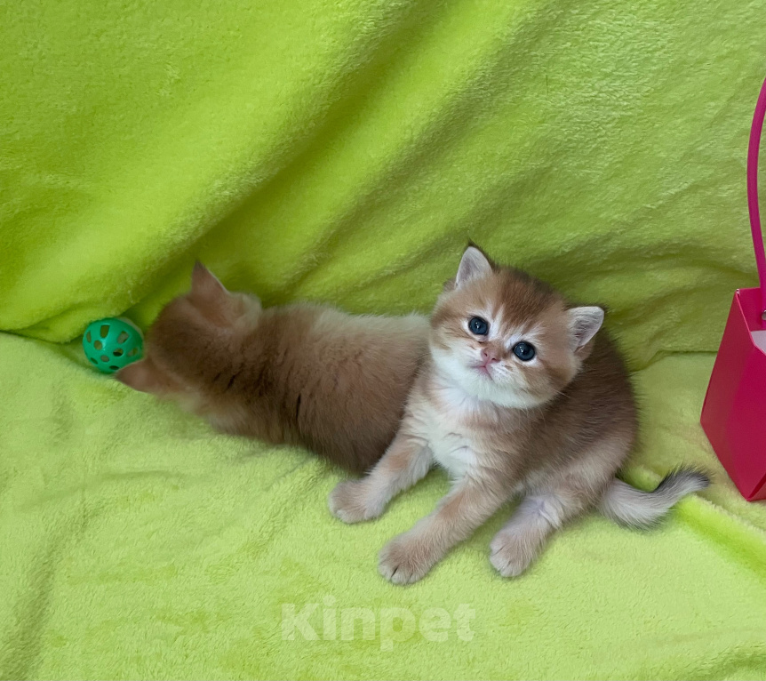Кошки в Брянске: Котята Британской золотой шиншиллы Разнополые, 35 000 руб. - фото 3