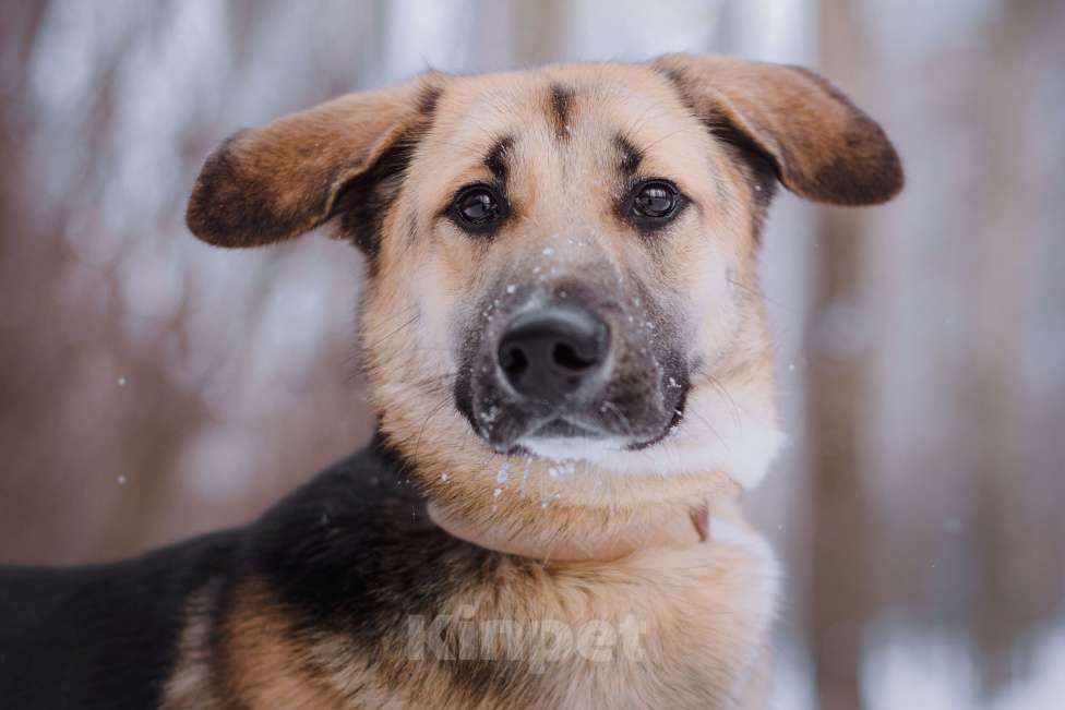 Собаки в Москве: Тотошка Мальчик, Бесплатно - фото 2