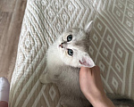 Кошки в Звенигово: Британский короткошёрстный котёнок Мальчик, 4 000 руб. - фото 2