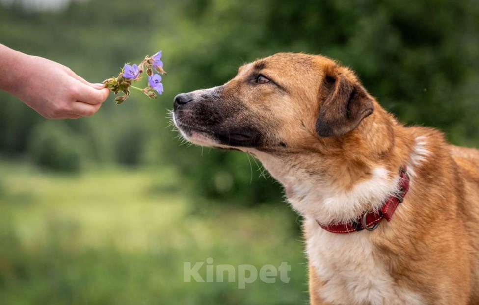 Собаки в других городах Владимирской области: Рыжая принцесса в добрые руки Девочка, Бесплатно - фото 6