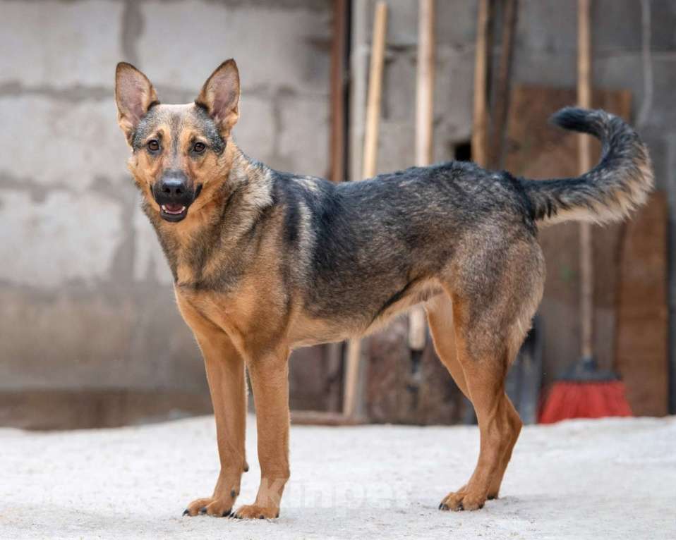 Собаки в Москве: Элиза - для пылкого сердца нет преград Девочка, Бесплатно - фото 2