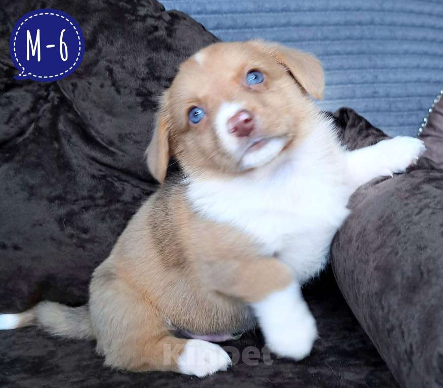 Собаки в Москве: Мальчик вельш-корги кардиган Мальчик, 50 000 руб. - фото 1