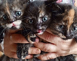 Кошки в Солнечногорске: Котенок 1 Девочка, Бесплатно - фото 2