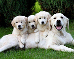 Собаки в Подольске: Золотистый ретривер (щенки) Девочка, 35 000 руб. - фото 1