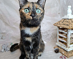 Кошки в Москве: Кошка с изумрудными глазами в добрые руки  Девочка, Бесплатно - фото 7