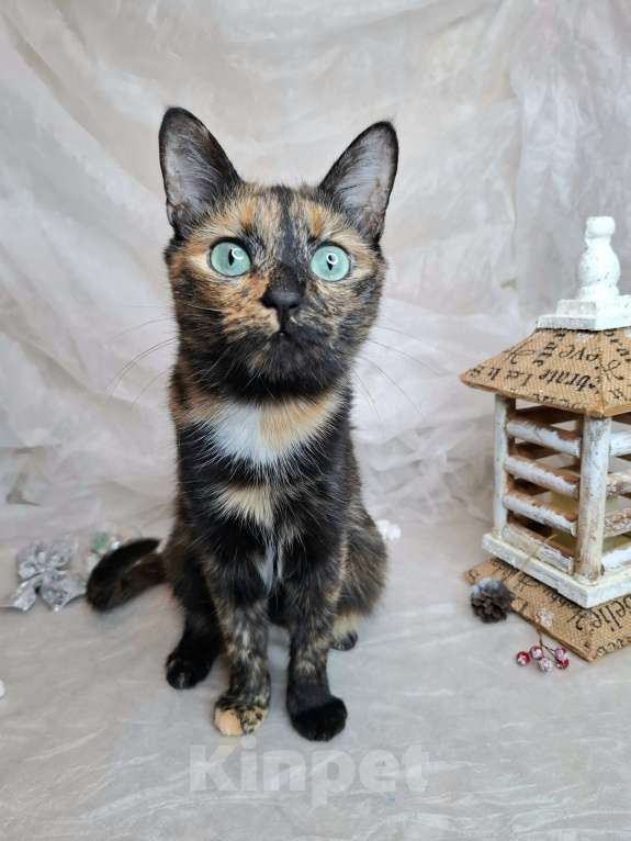 Кошки в Москве: Кошка с изумрудными глазами в добрые руки  Девочка, Бесплатно - фото 7