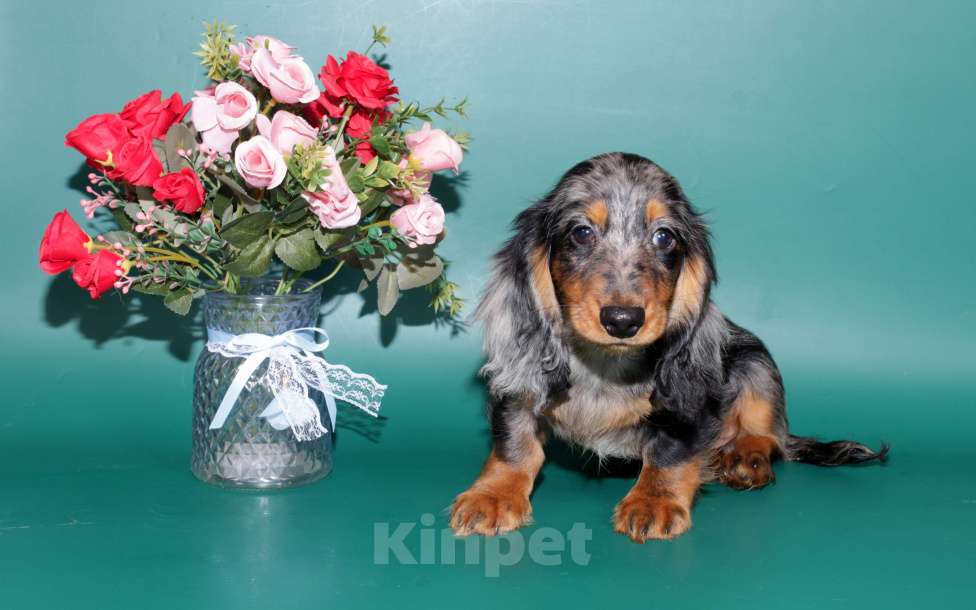 Собаки в Москве: Такса кроличья дш мрамор , яркий красавец Мальчик, 5 000 руб. - фото 7