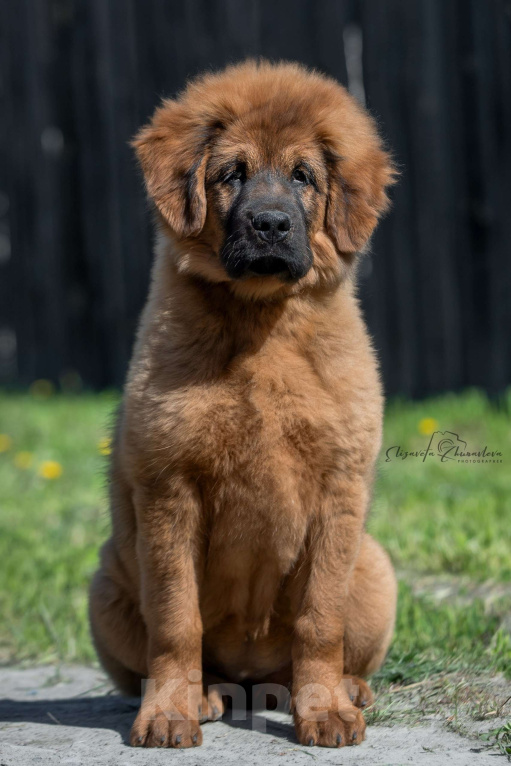 Собаки в Екатеринбурге: Тибеточка  Бай Лу Девочка, 50 000 руб. - фото 4