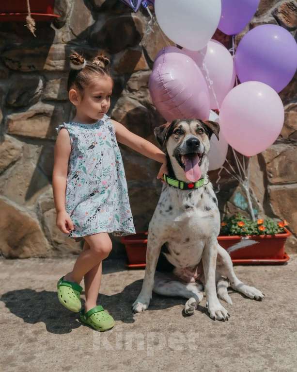 Собаки в Люберцах: Джулия ищет семью Девочка, Бесплатно - фото 5