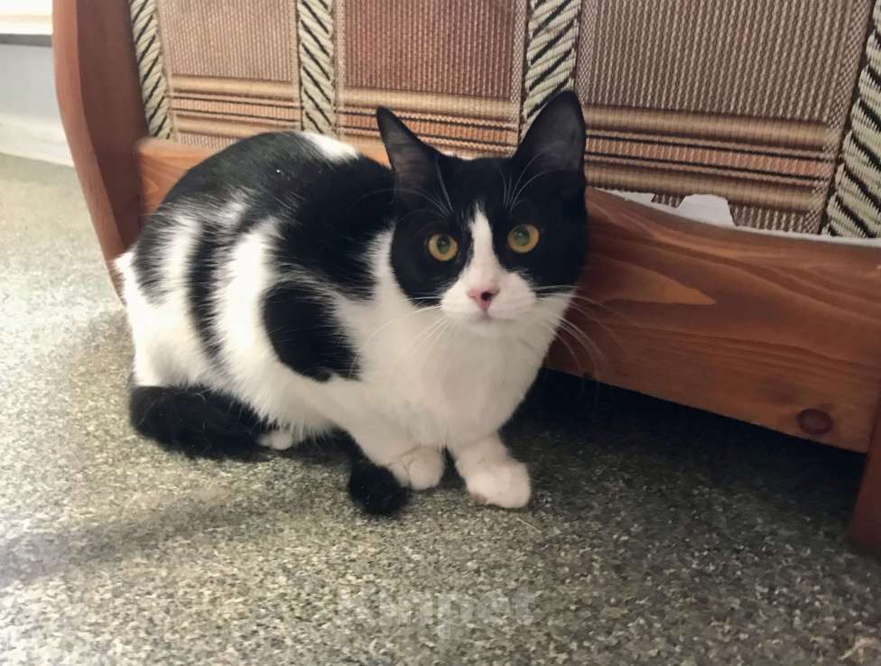 Кошки в Санкт-Петербурге: Клякса Девочка, Бесплатно - фото 3