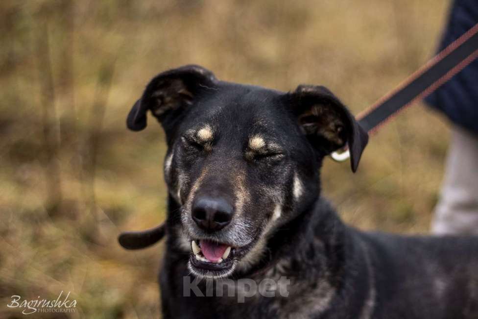 Собаки в Москве: Табити Девочка, Бесплатно - фото 6