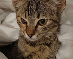 Кошки в Феодосии: Без имени  Девочка, Бесплатно - фото 2