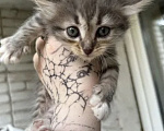 Кошки в Туле: КОТЯТА ИЩУТ ДОМ Девочка, Бесплатно - фото 1