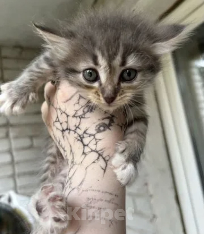 Кошки в Туле: КОТЯТА ИЩУТ ДОМ Девочка, Бесплатно - фото 1