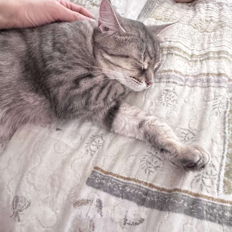 Кошки в Москве: Котенок окраса вискас Девочка, Бесплатно - фото 3