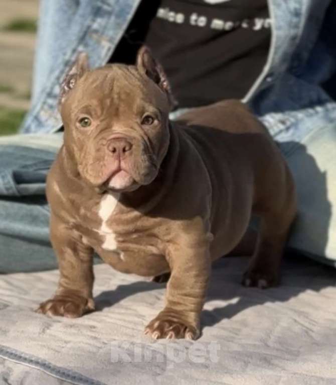 Собаки в Москве: Американский Булли Девочка, 120 000 руб. - фото 1