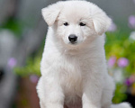 Собаки в Санкт-Петербурге: Высокопородный щенок белой швейцарской овчарки девочка 1 Девочка, 70 000 руб. - фото 2