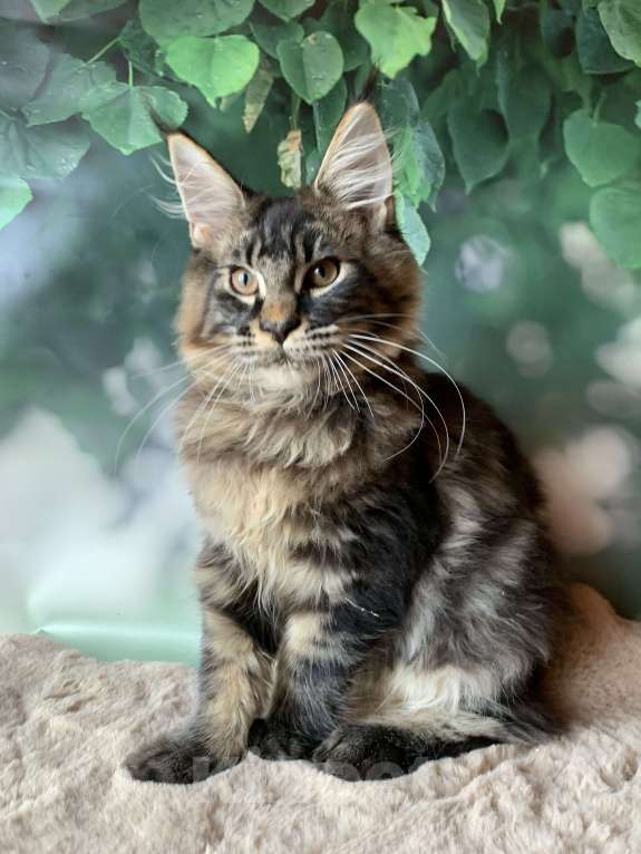 Кошки в Санкт-Петербурге: Котята мейн кун из питомника Nord-Westland Мальчик, 40 000 руб. - фото 5