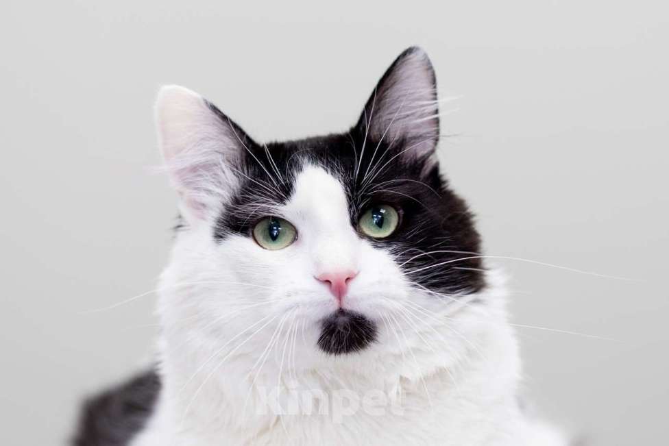 Кошки в Москве: Кот Шнапс в добрые руки Мальчик, Бесплатно - фото 3