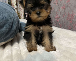 Собаки в Краснодаре: Продаю щенков Мальчик, 17 000 руб. - фото 2