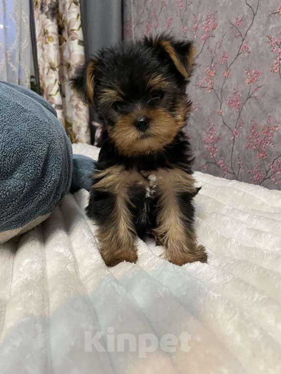 Собаки в Краснодаре: Продаю щенков Мальчик, 17 000 руб. - фото 2