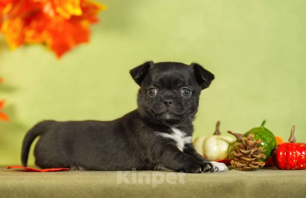 Собаки в Выборге: Мальчик чихуахуа гладкошерстный Мальчик, 45 000 руб. - фото 1