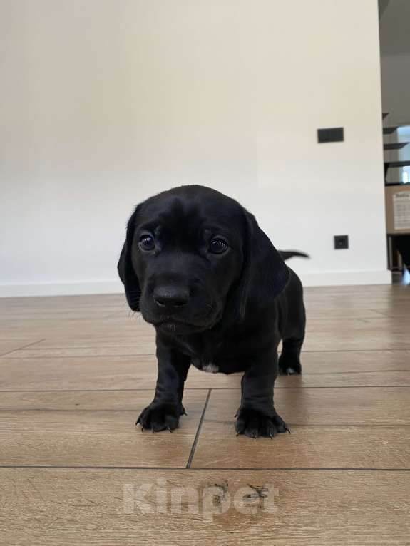 Собаки в других городах Московской области: Щенок таксы мальчик чёрный с белым галстуком Мальчик, 20 000 руб. - фото 1