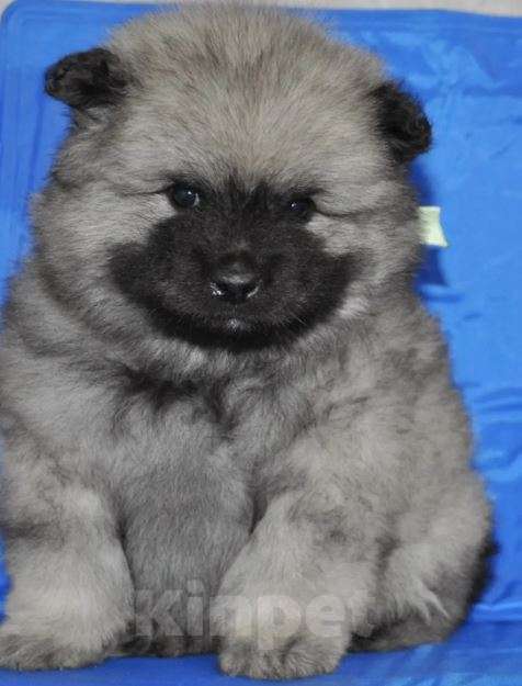 Собаки в Новосибирске: Вольфшпиц от титулованных родителей Мальчик, 60 000 руб. - фото 1