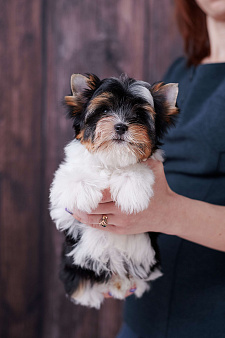 Бивер терьер щенок