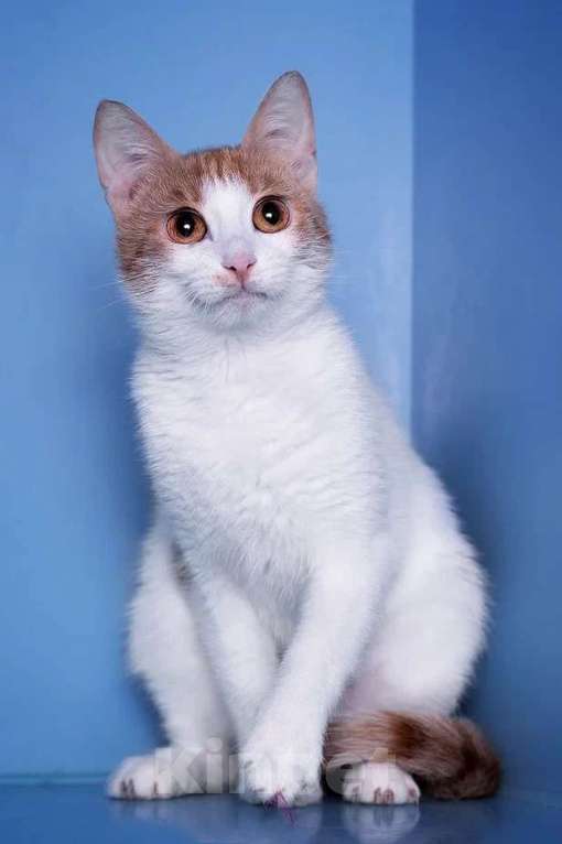 Кошки в Москве: Кошка-улыбка. Идеальнй компаньон Девочка, Бесплатно - фото 7