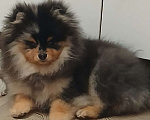 Собаки в Химках: Малыш померанец Мальчик, 35 000 руб. - фото 6