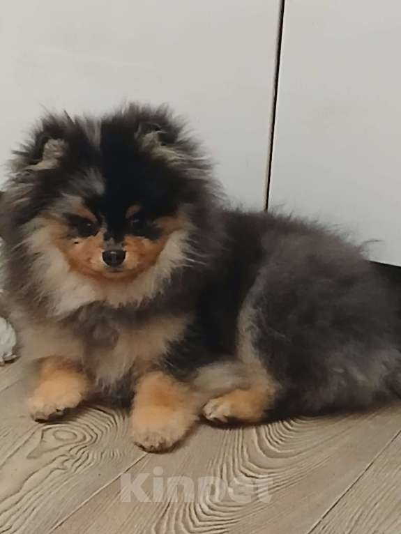 Собаки в Химках: Малыш померанец Мальчик, 35 000 руб. - фото 6