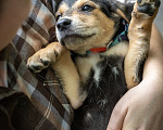 Собаки в Москве: 🐶 Бусинка ищет свою семью! 🐶 Девочка, Бесплатно - фото 9