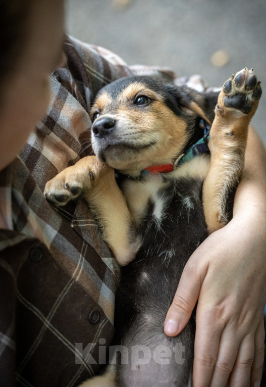Собаки в Москве: 🐶 Бусинка ищет свою семью! 🐶 Девочка, Бесплатно - фото 9