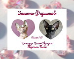 Кошки в Озерах: Канадский сфинкс котёнок. Девочка, 75 000 руб. - фото 2