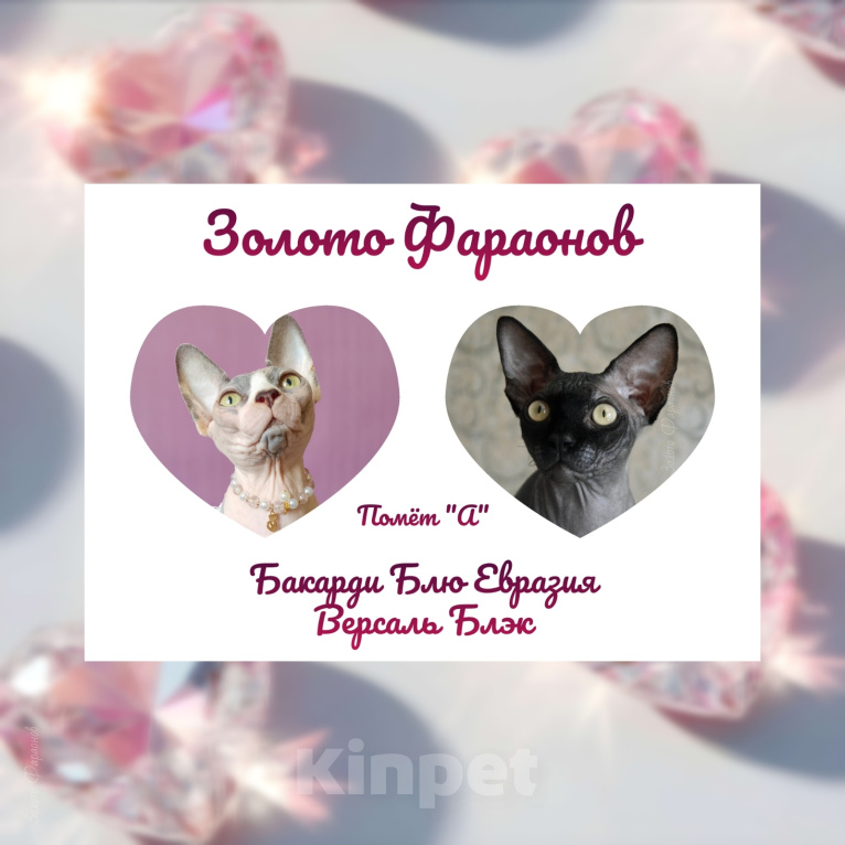 Кошки в Озерах: Канадский сфинкс котёнок. Девочка, 75 000 руб. - фото 2
