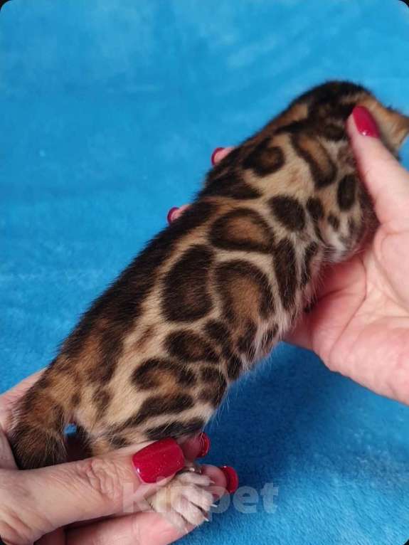 Кошки в Москве: Бенгальский мальчик Мальчик, 80 000 руб. - фото 2