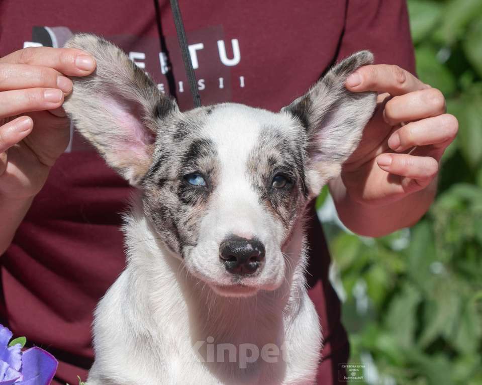 Собаки в Москве: Вельш корги кардиган мрамор Мальчик, 110 000 руб. - фото 3