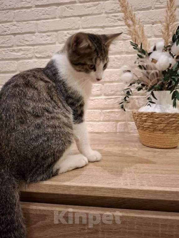 Кошки в Москве: Котенок Тимофей ищет семью. Мальчик, Бесплатно - фото 3