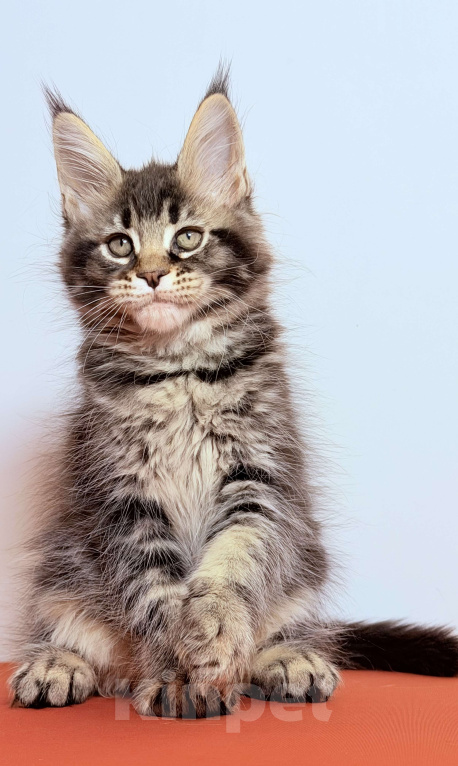 Кошки в других городах Московской области: Эффектная кокетка Девочка, 30 000 руб. - фото 2