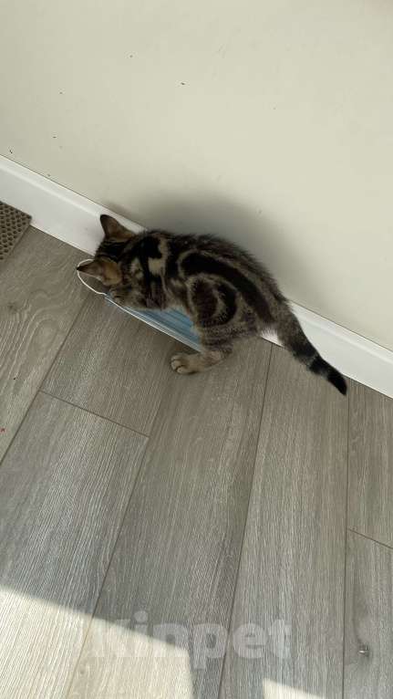 Кошки в Барнауле: Прямоухая кошечка Девочка, 3 500 руб. - фото 3