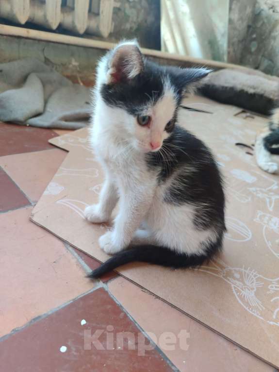 Кошки в Москве: Масяня Девочка, Бесплатно - фото 3