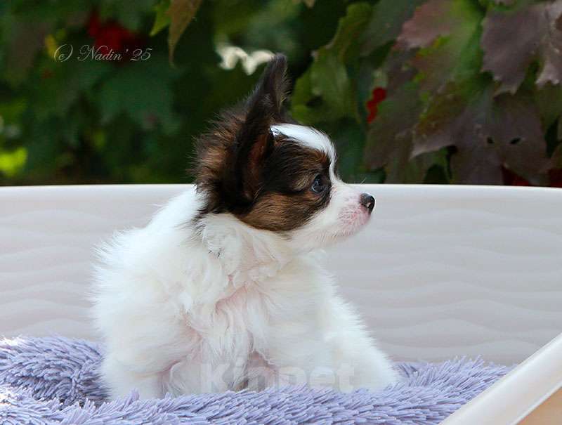 Собаки в других городах Алтайского края: Щенок папийона  Мальчик, 50 000 руб. - фото 2