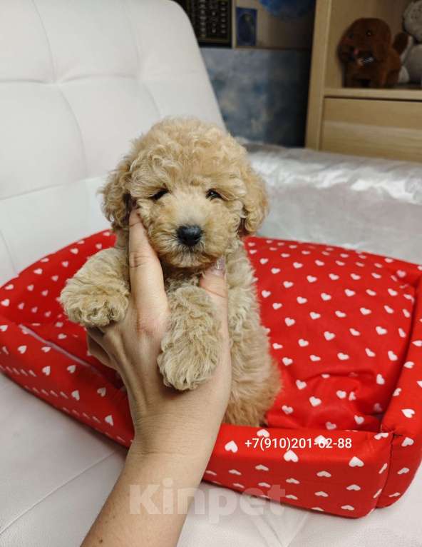 Собаки в Москве: Мальтипу девчонка  Девочка, 150 000 руб. - фото 4