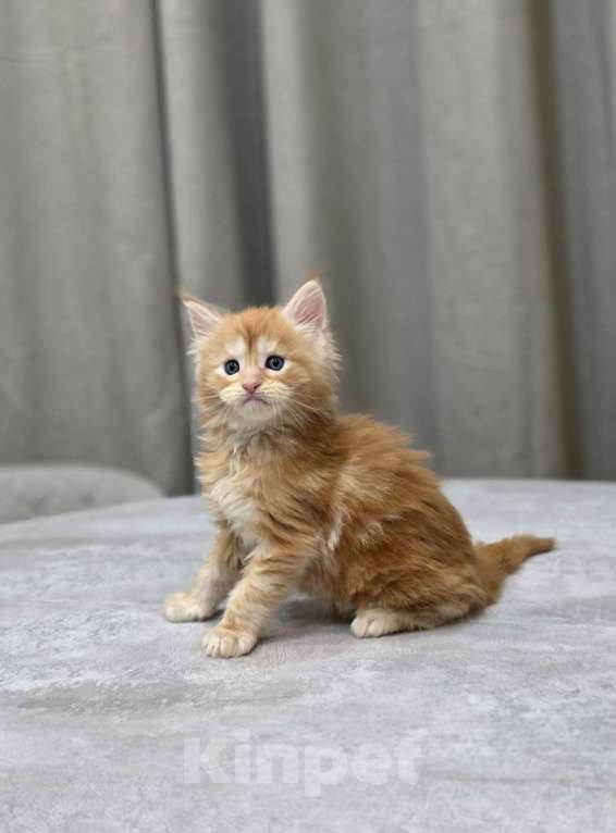 Кошки в Москве: Мальчик 1 помет D Мальчик, 65 000 руб. - фото 2