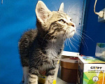Кошки в Хабаровске: Отдам котенка в добрые руки Мальчик, Бесплатно - фото 1