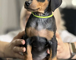 Собаки в других городах Московской области: Продажа щенков немецкого пинчера Мальчик, 64 000 руб. - фото 4